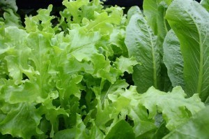 lettuce-811962_640