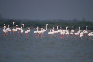 GreaterFlamingo-Mudaliarkuppam