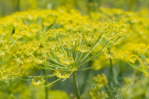 Fennel_flower_heads