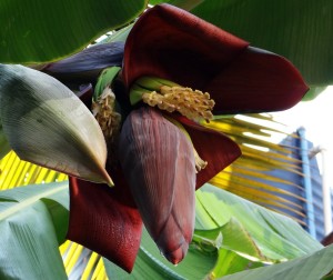 banana-blossom-321127_960_720