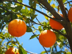 oranges-1117631_1280