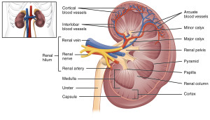 2610_The_Kidney